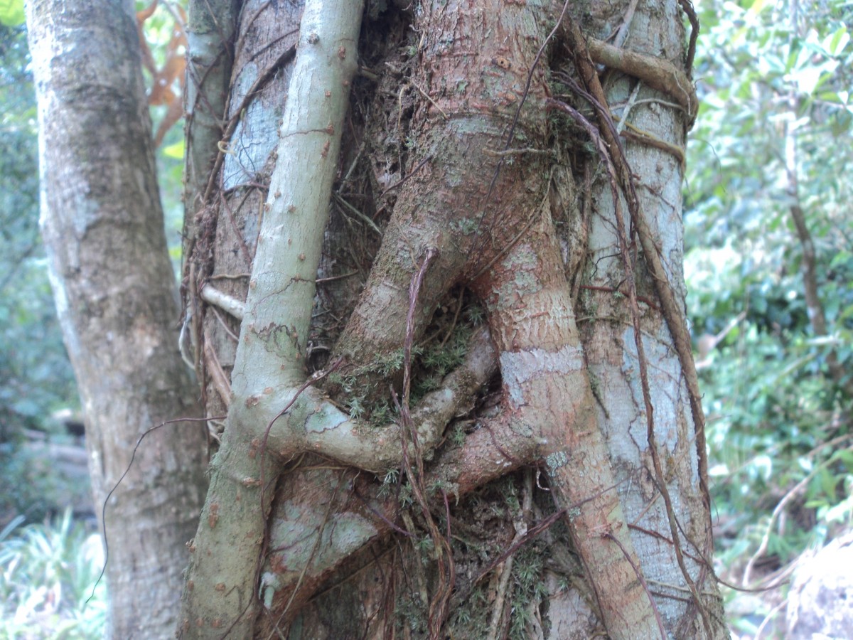 Schefflera emarginata (Moon) Harms